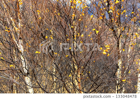 Nature and wildlife. Bare branches of the trees in autumn 133048478