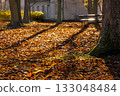 A red squirrel on a sunlit carpet of golden leaves in a quiet city park alley. Warm autumn light, tree shadows and a peaceful atmosphere near an old park building. 133048484