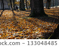 A red squirrel on a sunlit carpet of golden leaves in a quiet city park alley. Warm autumn light, tree shadows and a peaceful atmosphere near an old park building. 133048485