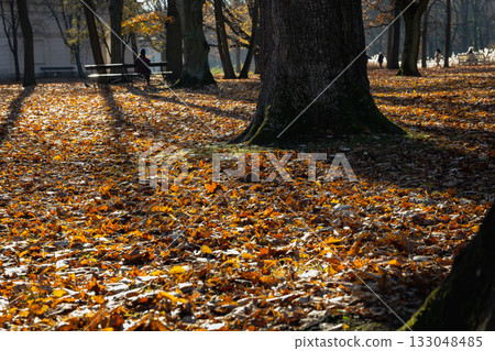 A red squirrel on a sunlit carpet of golden leaves in a quiet city park alley. Warm autumn light, tree shadows and a peaceful atmosphere near an old park building. 133048485