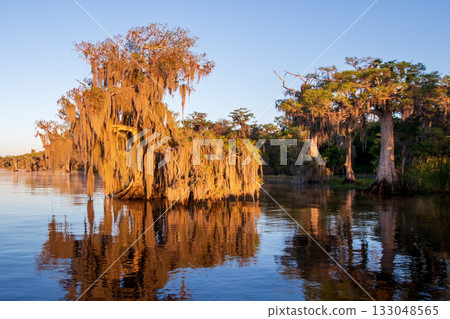 Blue Cypress,Florida,South East, U.S.A., 133048565