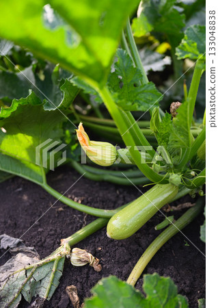 Young zucchini growing on plant in garden soil. 133048838
