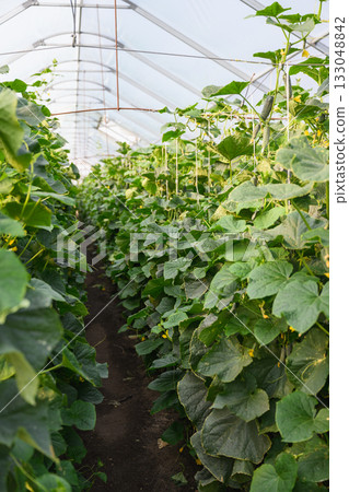 Cucumber plants growing in modern greenhouse Cucumber plants growing in modern greenhouse 133048842