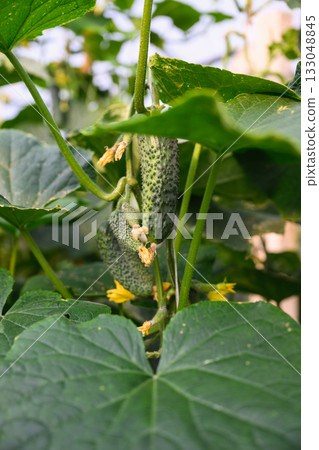 Close-up of green cucumber hanging on vine among large leaves in garden. 133048845