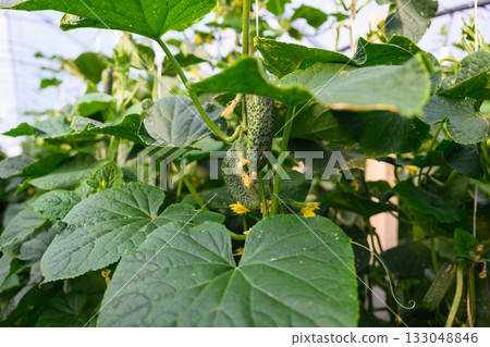 Close-up of green cucumber hanging on vine among large leaves in garden. 133048846