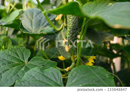 Close-up of green cucumber hanging on vine among large leaves in garden. Close-up of green cucumber hanging on vine among large leaves in garden. 133048847