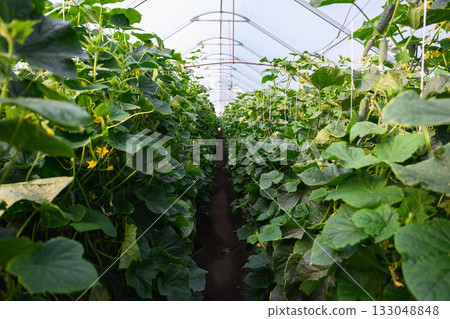 Cucumber plants growing in modern greenhouse 133048848