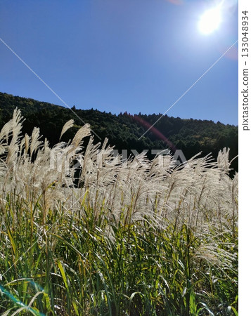 Sunlit Japanese pampas grass, Hakone, Sengokuhara 133048934