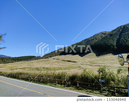 Sunlit Japanese pampas grass, Hakone, Sengokuhara 133048948