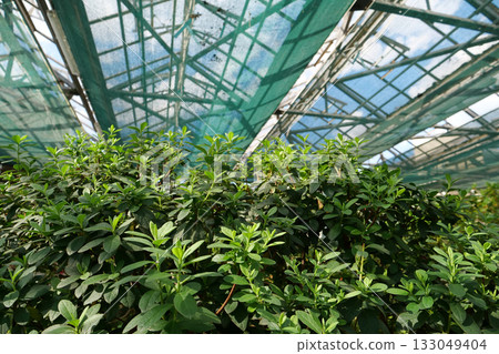 Cultivation and protection of plant species in hothouse listed in Red Book 133049404