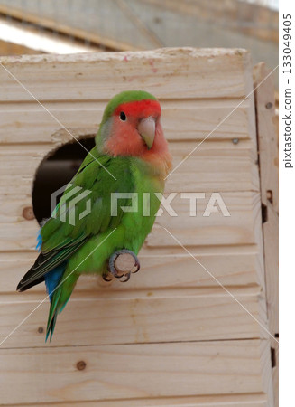 Beautiful parrot with green and red feathers sits near birdhouse 133049405