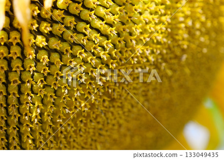 Fibonacci golden ratio in nature and sunflower seeds. Golden ratio in sunflowers Fibonacci golden ratio in nature and sunflower seeds. Golden ratio in sunflowers 133049435