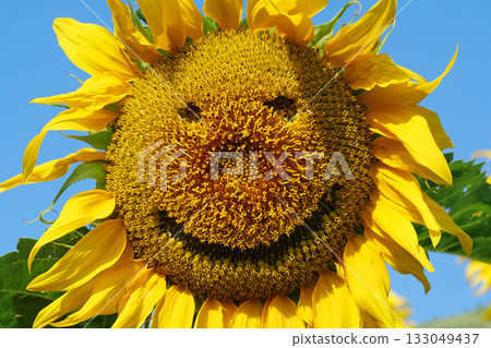 Sunflower with kind smile looks at the camera. Kind smiling face 133049437