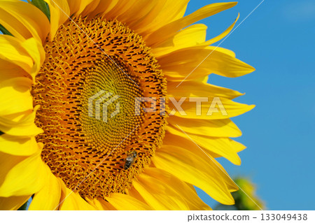 Bee sits on sunflower, collecting pollen and nectar 133049438