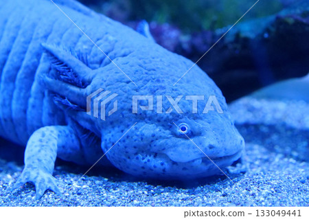 Axolotl, Ambystoma mexicanum, amphibian larva ambystoma, paedomorphic salamander 133049441