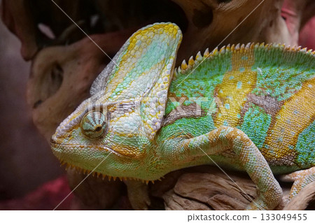 Beautiful chameleon. Known for their ability to change body color 133049455