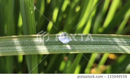 This is dew on green leaf This is dew on green leaf 133049539