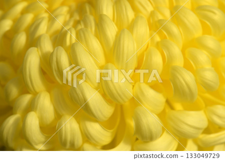 菊花瓣 菊花瓣 133049729