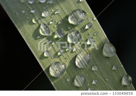 Leaf polka dots Leaf polka dots 133049859