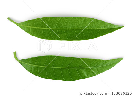 Green Mango leaf isolated on a white background. Top view. Flat lay Green Mango leaf isolated on a white background. Top view. Flat lay 133050129