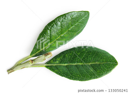 Leaves of Feijoa sellowiana, feijoa, pineapple guava and guavasteen isolated on white background Leaves of Feijoa sellowiana, feijoa, pineapple guava and guavasteen isolated on white background 133050241