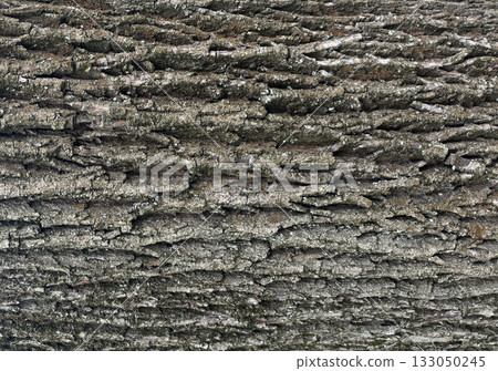 Old bark tree texture. Natural wood surface pattern, old tree skin 133050245