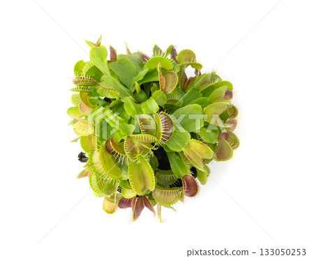 Venus flytrap or dionaea muscipula with open traps. Predatory carnivorous plant 133050253