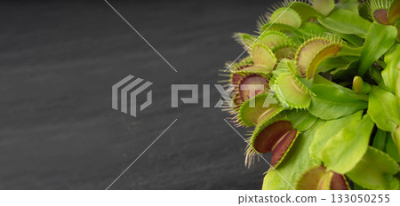 Venus flytrap or dionaea muscipula with open traps. Predatory carnivorous plant 133050255