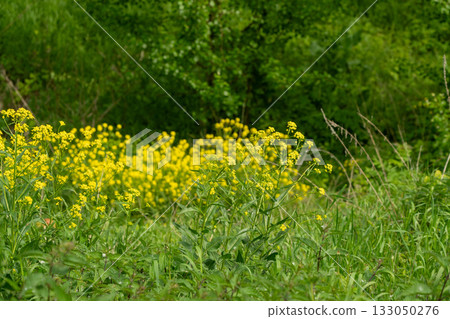 Turkish wartycabbage yellow wild flowers Bunias orientalis, hill mustard or turkish rocket flowers Turkish wartycabbage yellow wild flowers Bunias orientalis, hill mustard or turkish rocket flowers 133050276