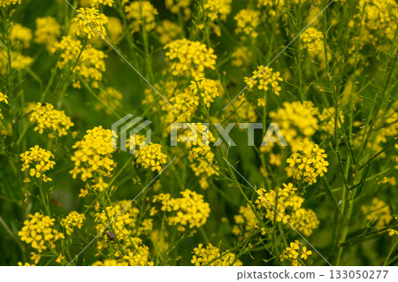 Turkish wartycabbage yellow wild flowers Bunias orientalis, hill mustard or turkish rocket flowers 133050277