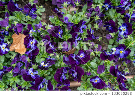 Purple, Dark Blue Pansies Pattern, Viola Background, Many Viola Flowers on Spring Bed Purple, Dark Blue Pansies Pattern, Viola Background, Many Viola Flowers on Spring Bed 133050298