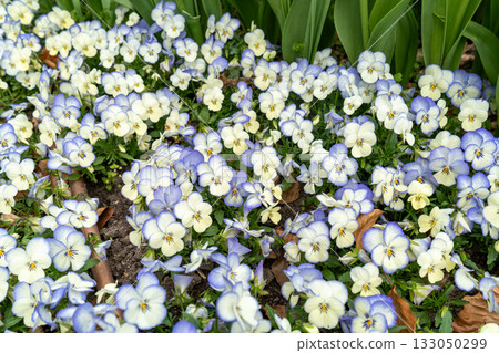 White and Blue Pansies Pattern, Tricolor Viola Background, Viola Flowers Bed, Heartsease Mix White and Blue Pansies Pattern, Tricolor Viola Background, Viola Flowers Bed, Heartsease Mix 133050299