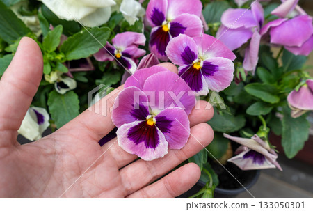 Large Violet Pansies on Palm Hand, Tricolor Viola Close up, Viola Flowers Bed, Heartsease Mix Large Violet Pansies on Palm Hand, Tricolor Viola Close up, Viola Flowers Bed, Heartsease Mix 133050301