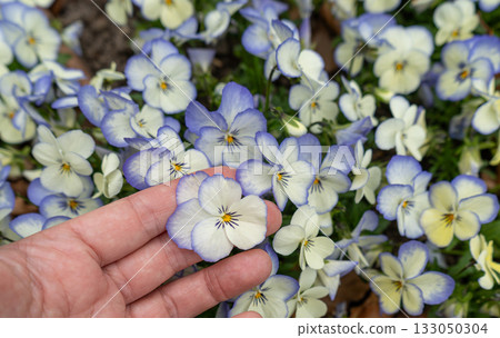 Small Violet Pansies on Palm Hand, Tricolor Viola Close up, Viola Flowers Bed, Heartsease Mix Small Violet Pansies on Palm Hand, Tricolor Viola Close up, Viola Flowers Bed, Heartsease Mix 133050304