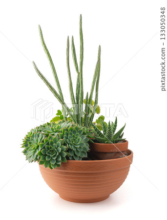 Succulent design, table garden Succulent design, table garden 133050348