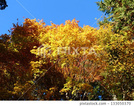 Autumn leaves shining in the blue sky Autumn leaves shining in the blue sky 133050370