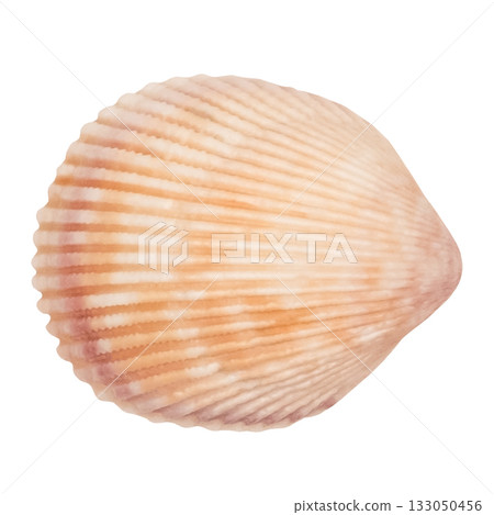 sea shell isolated on white background sea shell isolated on white background 133050456