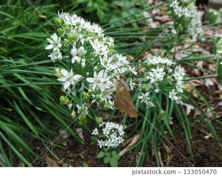 飛蛾停在白色的花上 133050470