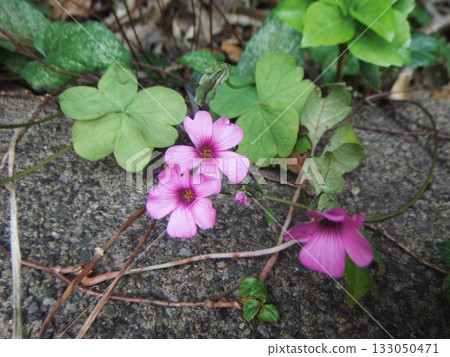 Pink wood sorrel blooming in the field 133050471