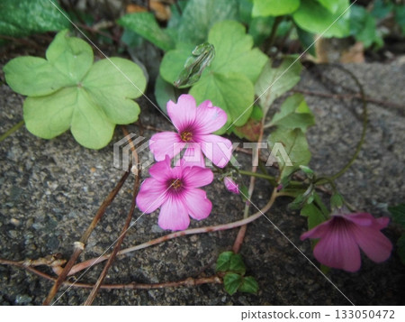Small purple wood sorrel flower 133050472
