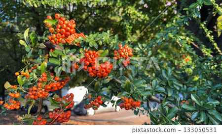 Close-up of pyracantha berries with glossy leaves. Abundance, vitality, and natural texture of late season. Copy space 133050531