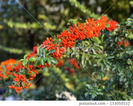 Close-up of pyracantha berries with glossy leaves. Abundance, vitality, and natural texture of late season. Copy space Close-up of pyracantha berries with glossy leaves. Abundance, vitality, and natural texture of late season. Copy space 133050532