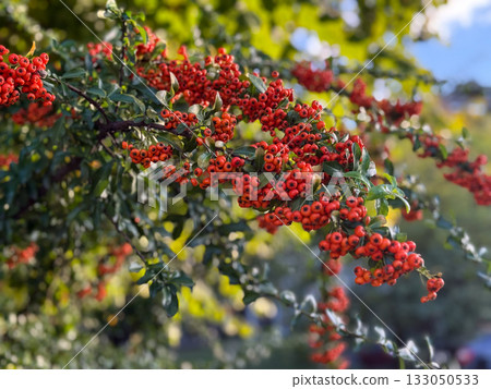 Orange pyracantha berries glowing in soft autumn light. Energy, natural beauty, and seasonal color harmony. Orange pyracantha berries glowing in soft autumn light. Energy, natural beauty, and seasonal color harmony. 133050533