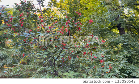 Vibrant clusters of rowan berries in sunlight. Abundance, color, and connection with autumn nature. Copy space Vibrant clusters of rowan berries in sunlight. Abundance, color, and connection with autumn nature. Copy space 133050542