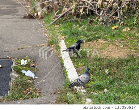Birds feeding near trash and dry branches outdoors. Environmental pollution, human negligence, and ecological awareness. Birds feeding near trash and dry branches outdoors. Environmental pollution, human negligence, and ecological awareness. 133050617