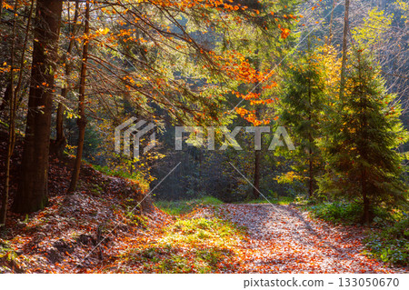 Autumn forest on Parashka trail near Skole, Lviv region, Ukraine 133050670
