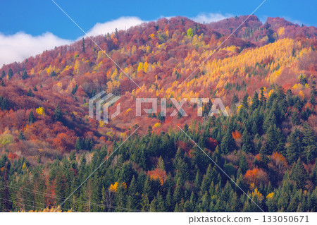 Autumn forest on mountain slope near Skole, Lviv region, Ukraine 133050671