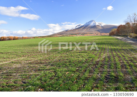 Photographing the autumn-sown wheat fields sprouting in Mori Town, Hokkaido, in early winter and the snow-capped Mount Komagatake. 133050690