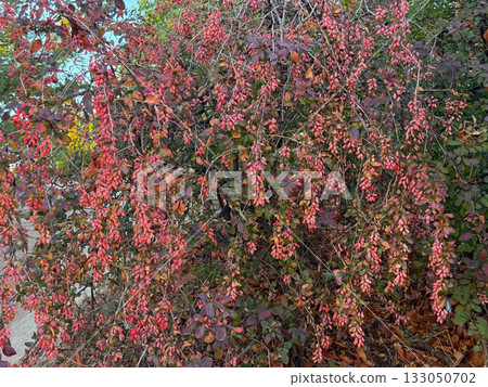 Barberry bush with red berries and colorful leaves. Seasonal change, natural diversity, and autumn botanical texture. Barberry bush with red berries and colorful leaves. Seasonal change, natural diversity, and autumn botanical texture. 133050702