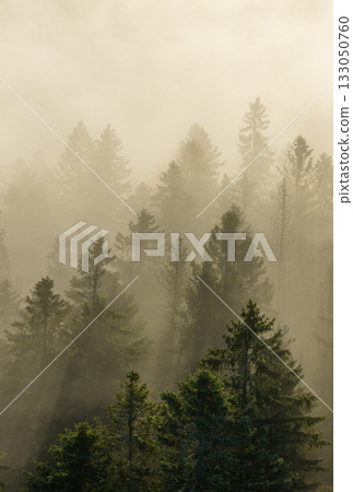 Beautiful mountain landscape in fall with colorful trees and white fog , aerial view . Misty forest 133050760